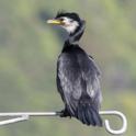 Microcarbo melanoleucos (Little Pied Cormorant).jpg